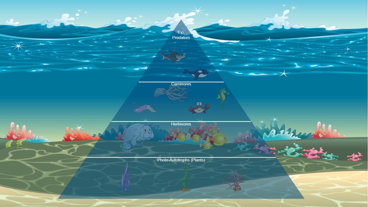 Ocean Ecological Pyramid