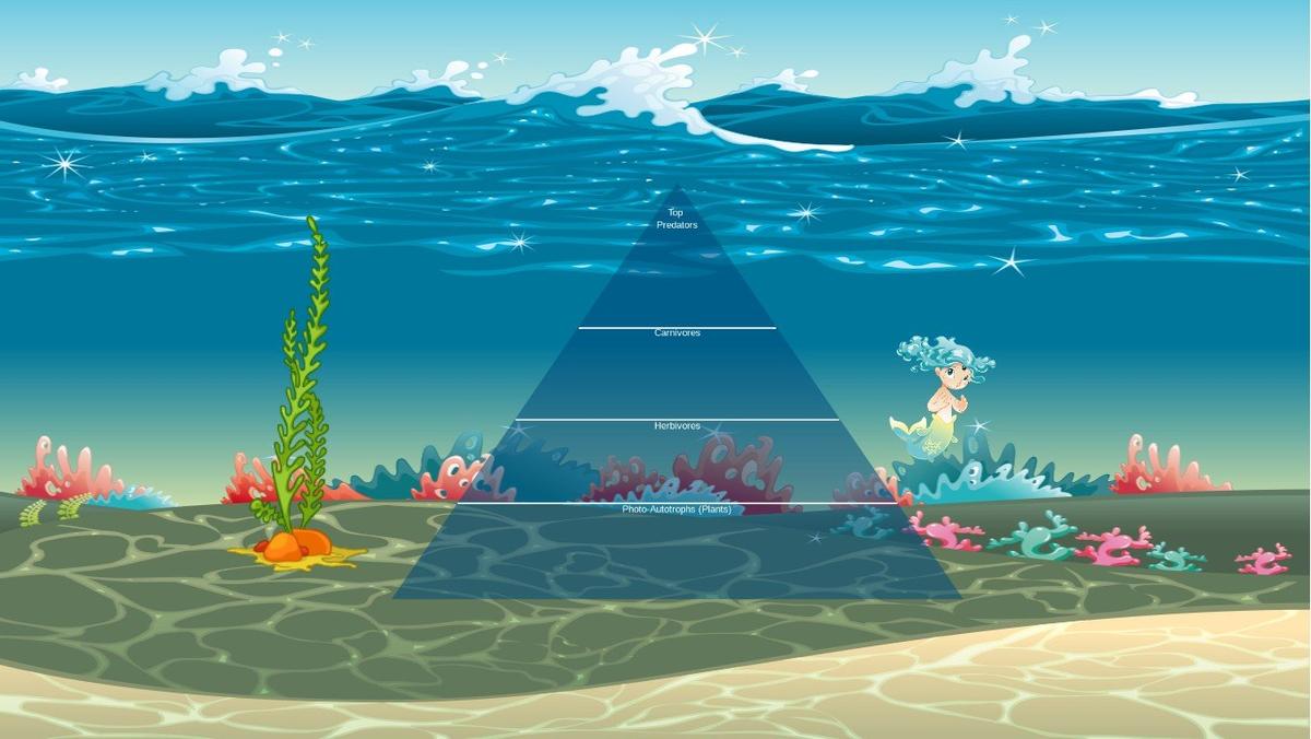 Ocean Ecological Pyramid