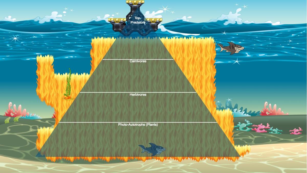 Ocean Ecological Pyramid