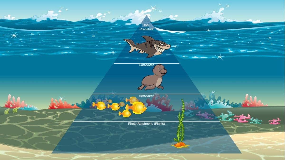 Ocean Ecological Pyramid