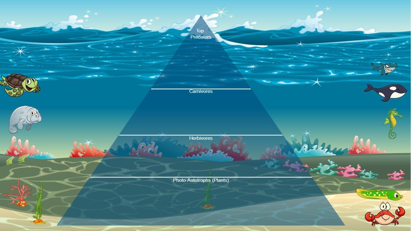 Ocean Ecological Pyramid