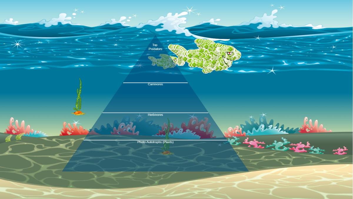 Ocean Ecological Pyramid