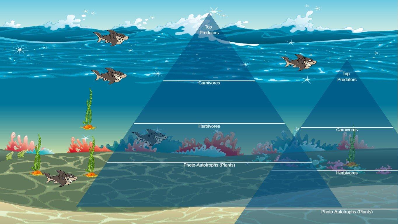 Ocean Ecological Pyramid