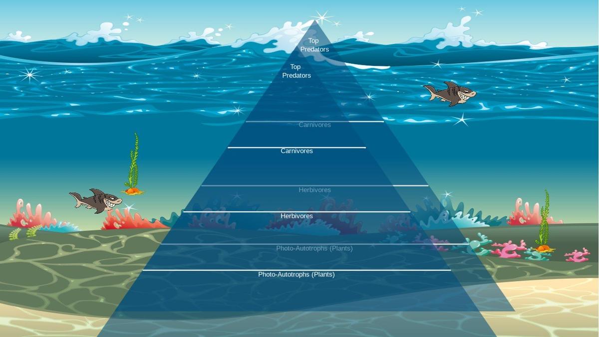 Ocean Ecological Pyramid