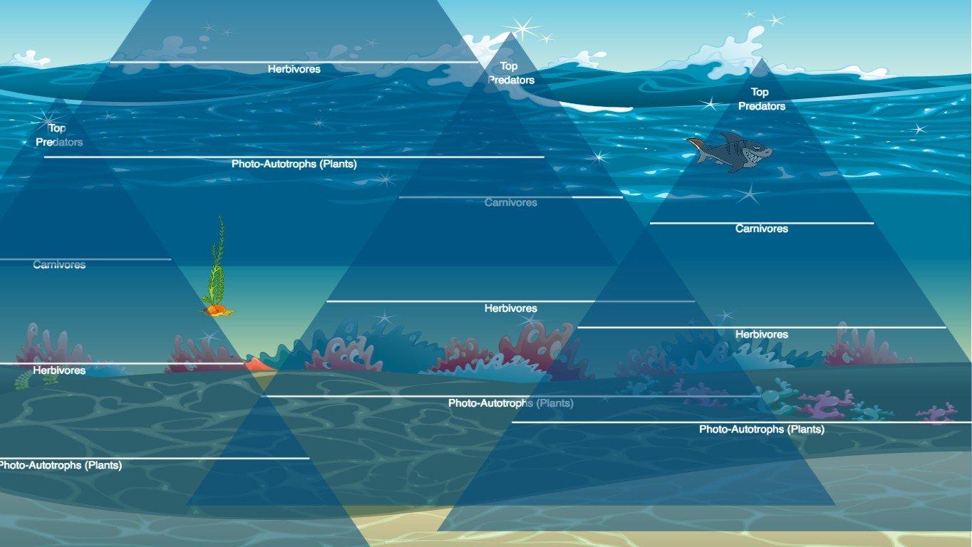 Ocean Ecological Pyramid