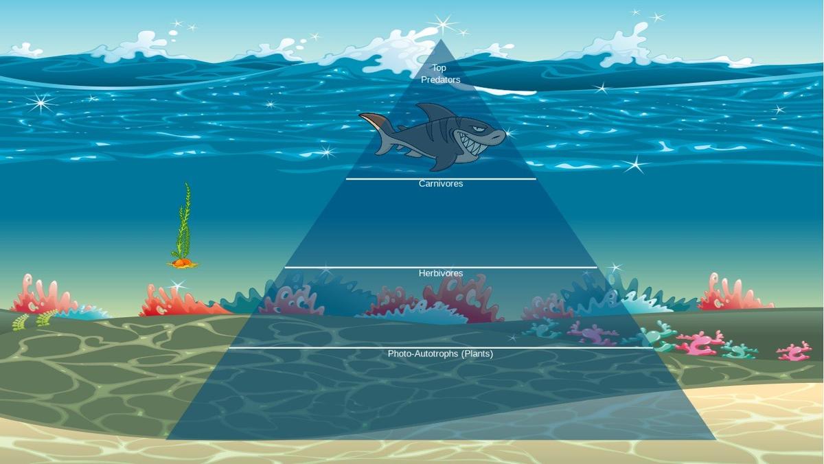 Ocean Ecological Pyramid