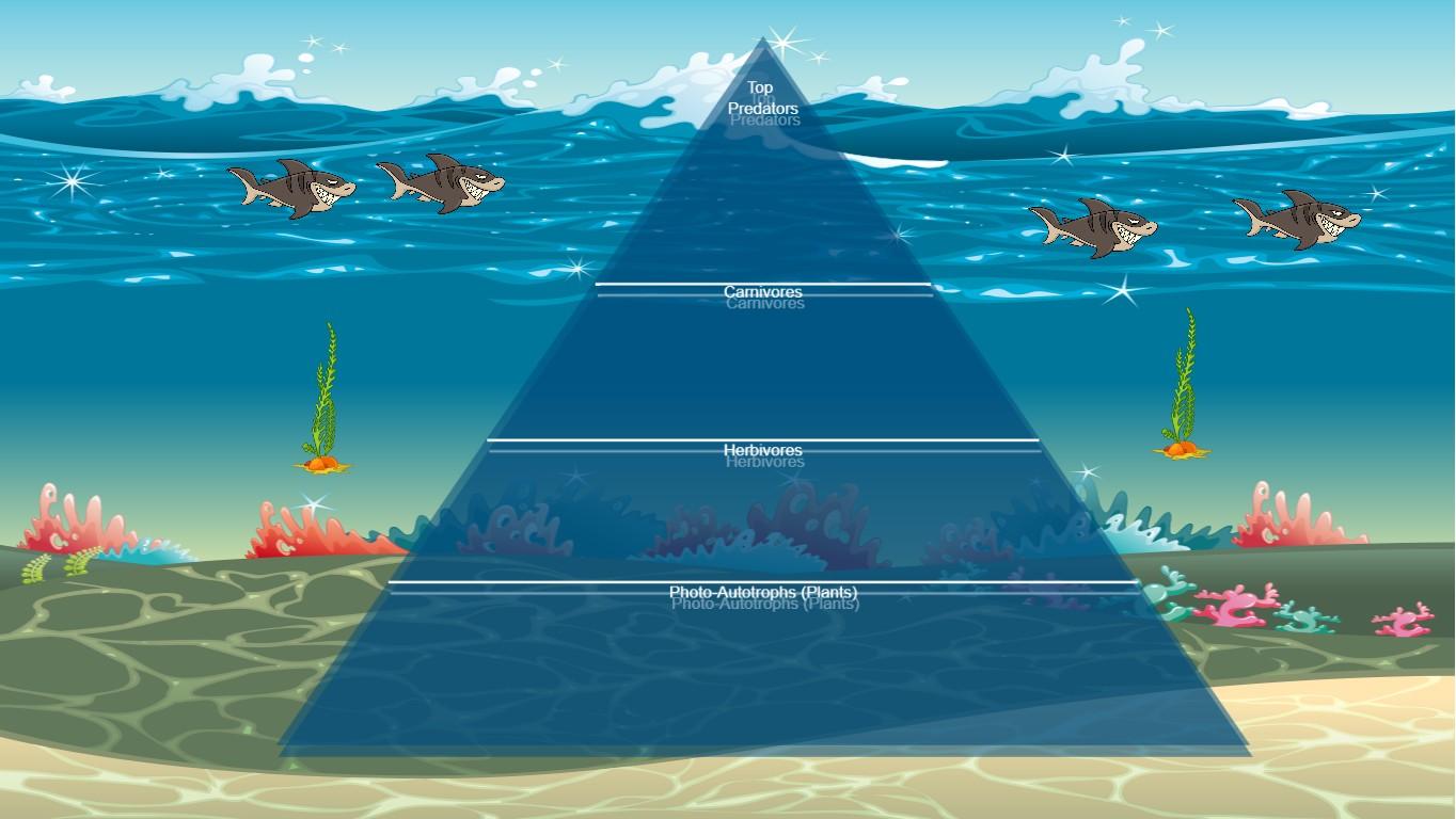 Ocean Ecological Pyramid