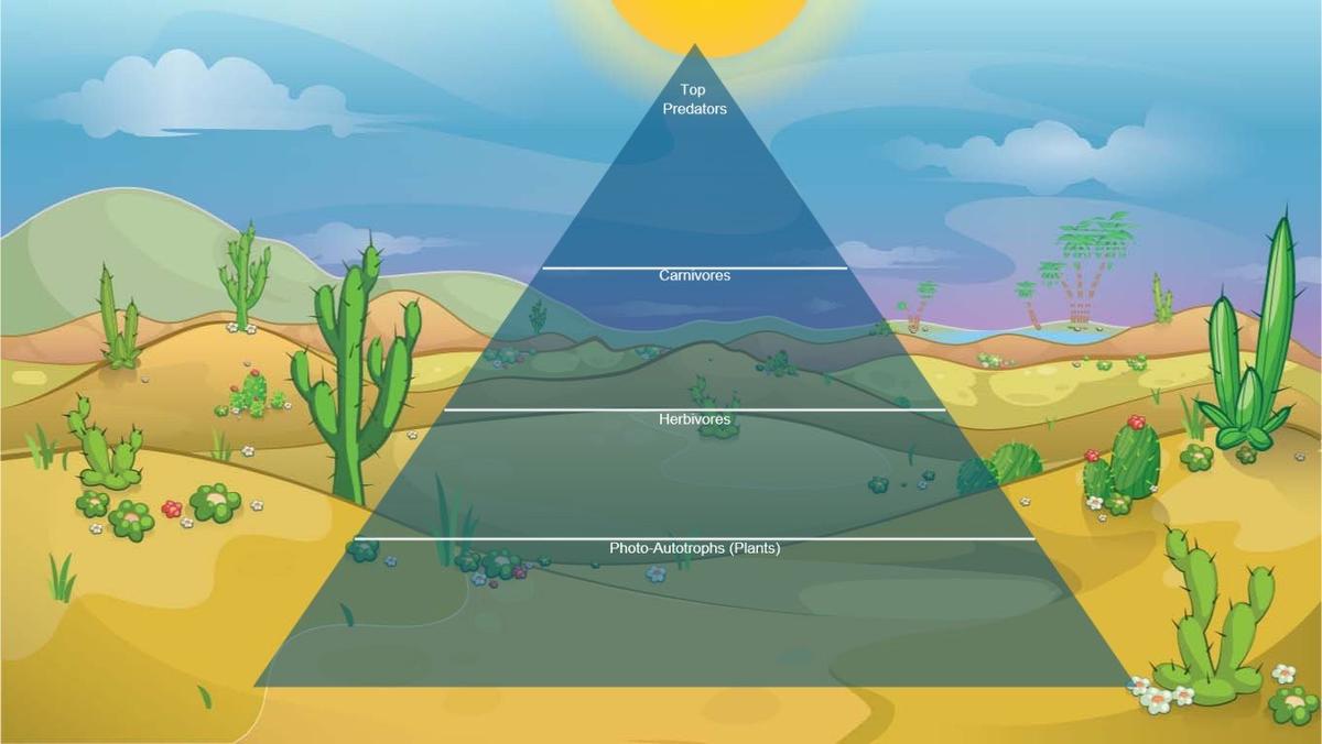 Ocean Ecological Pyramid