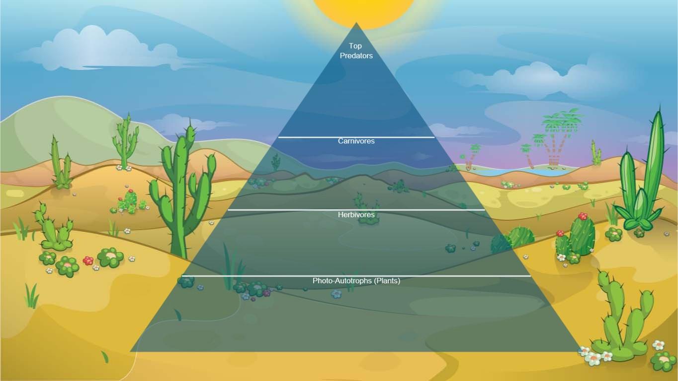 Ocean Ecological Pyramid