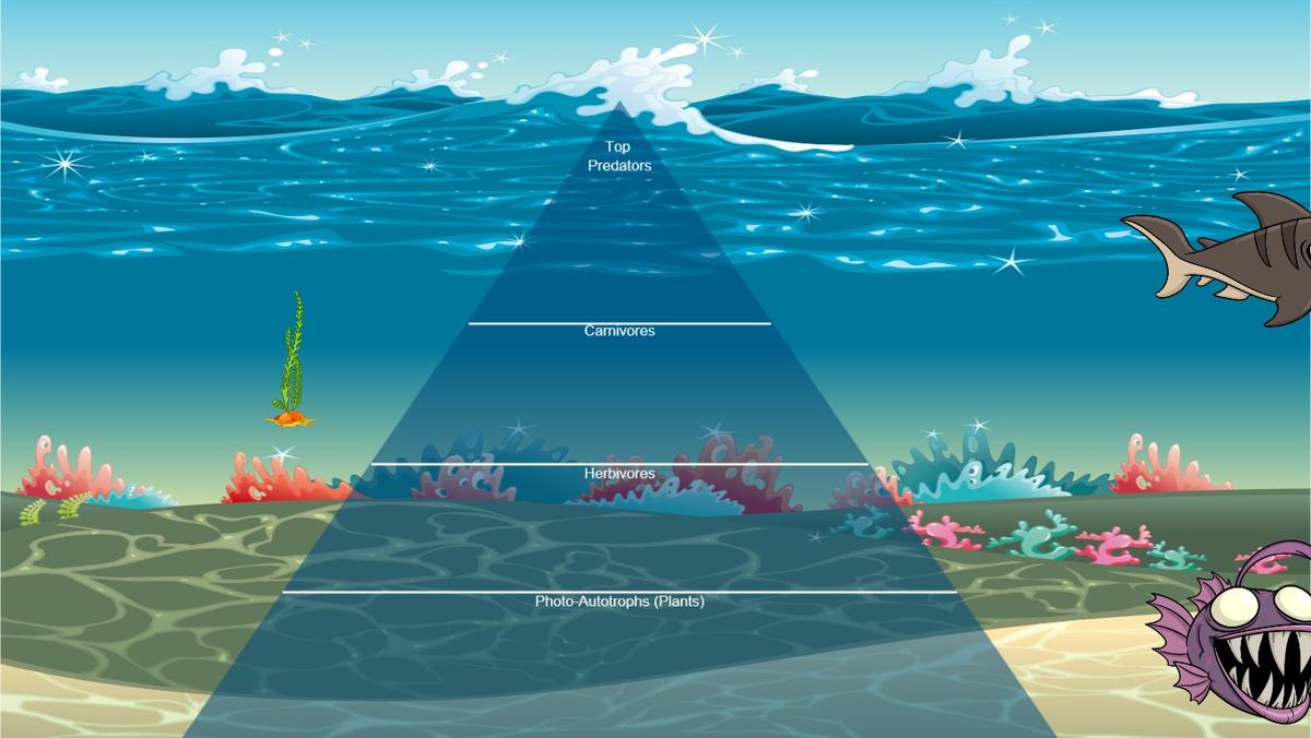 Ocean Ecological Pyramid