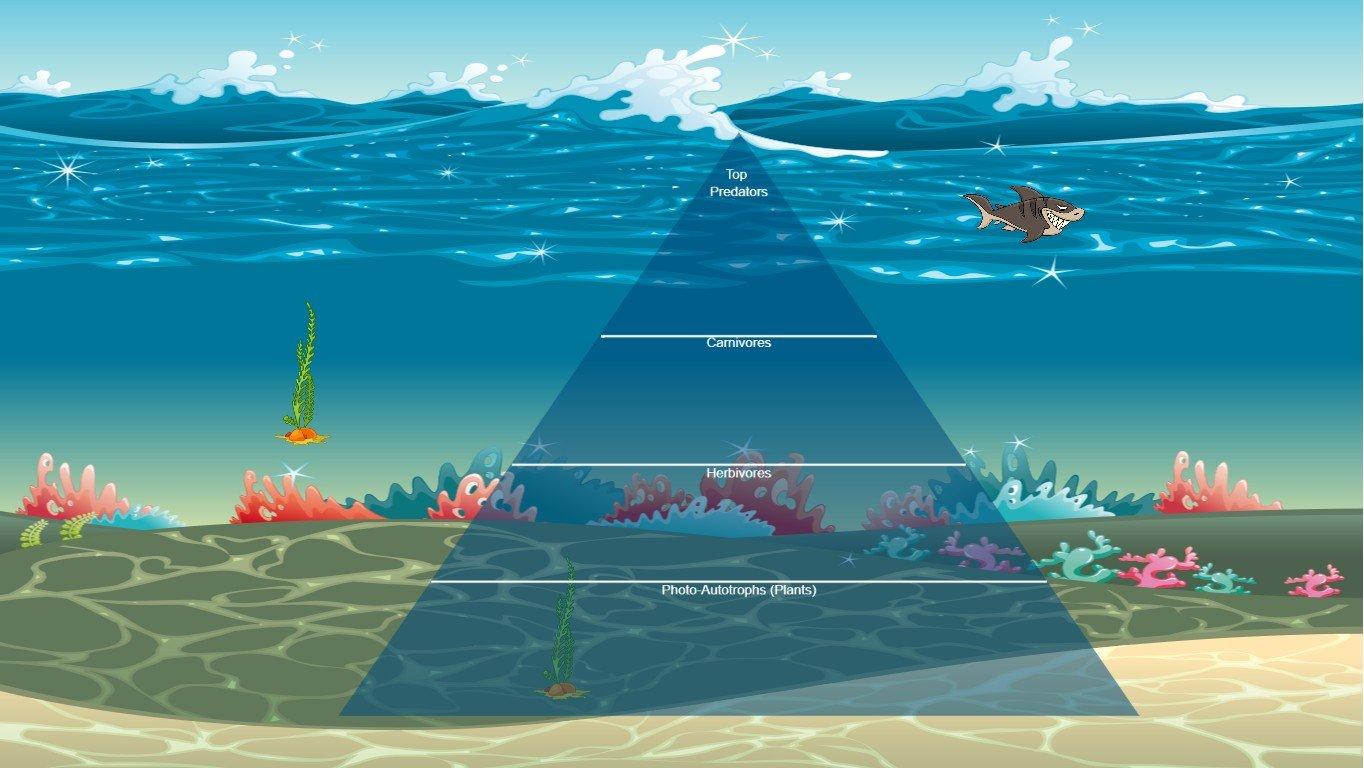 Ocean Ecological Pyramid