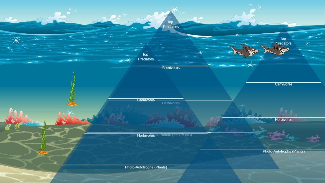 Ocean Ecological Pyramid