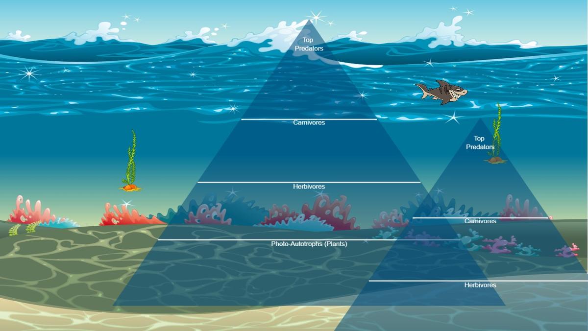 Ocean Ecological Pyramid