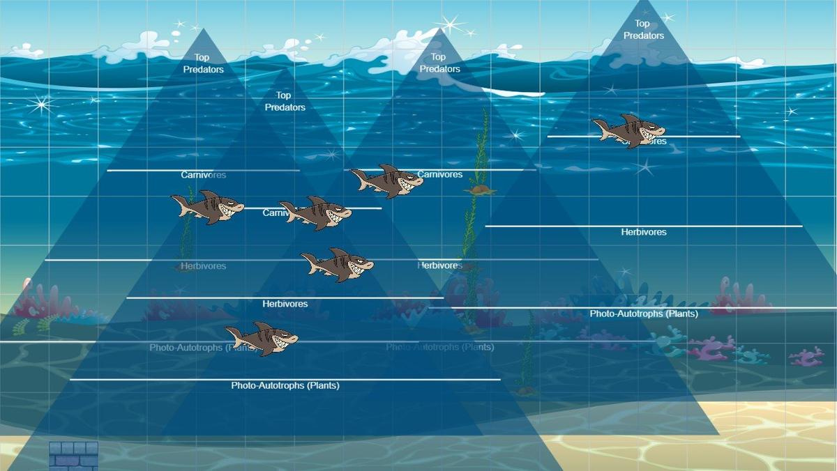 Ocean Ecological Pyramid