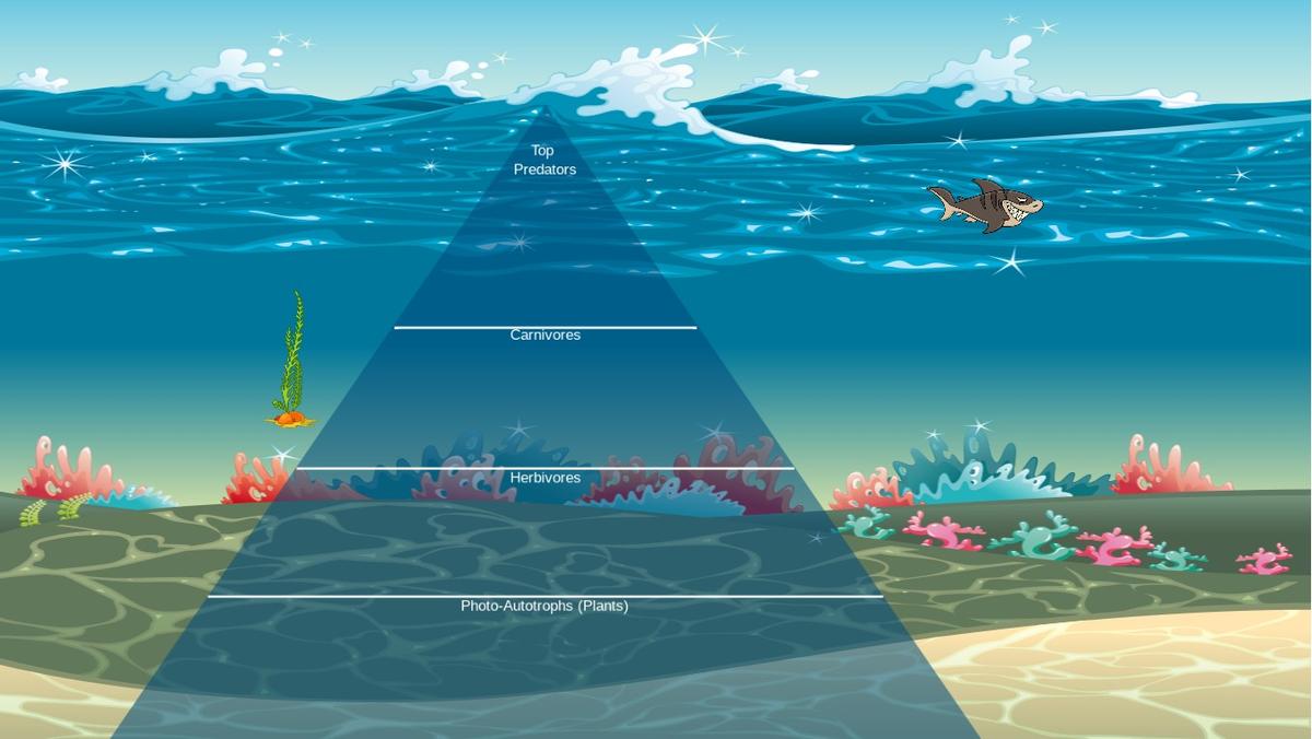 Ocean Ecological Pyramid