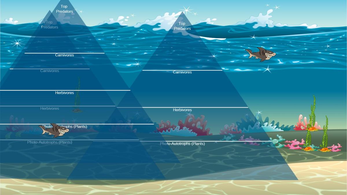 Ocean Ecological Pyramid