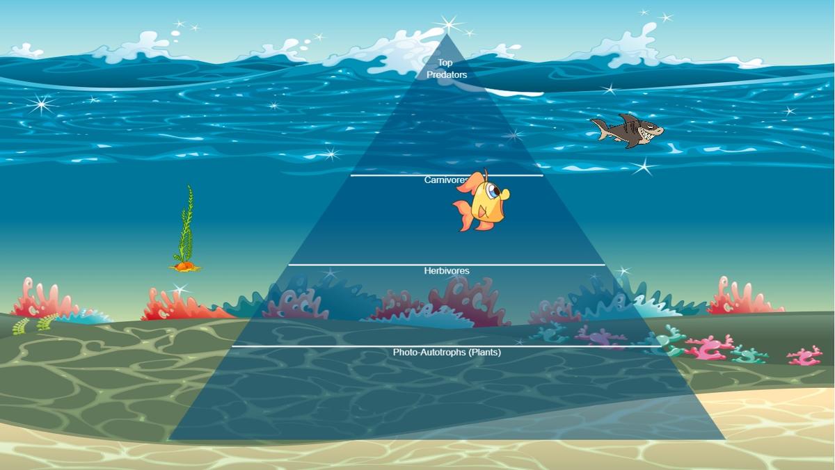 Ocean Ecological Pyramid