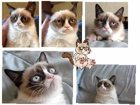 Grumpy Cat&#039;s world