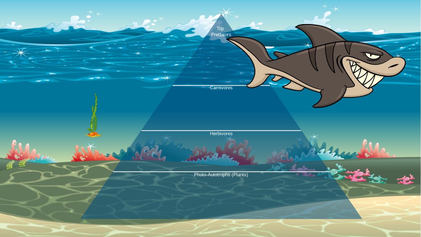 Ocean Ecological Pyramid