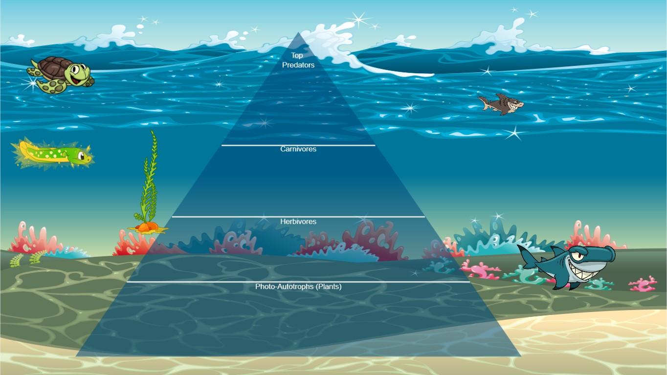 Ocean Ecological Pyramid