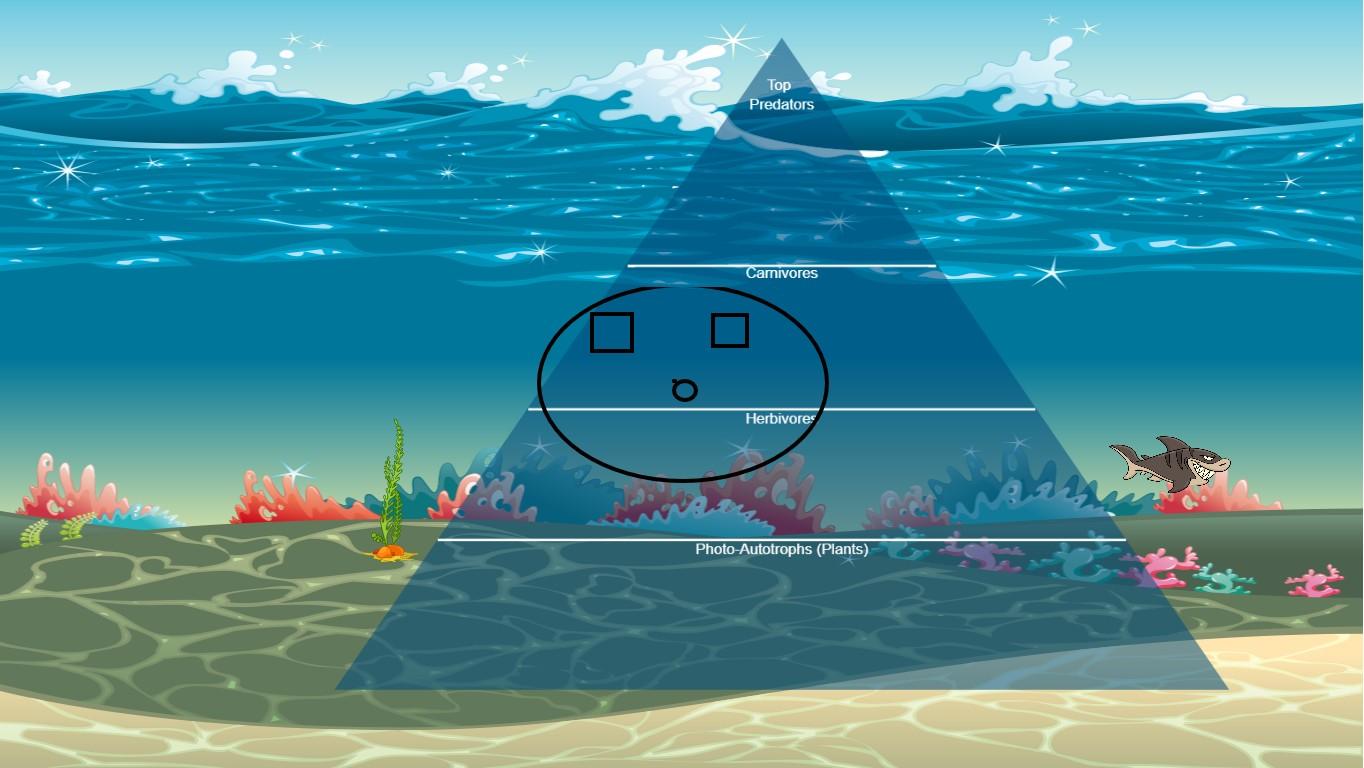 Ocean Ecological Pyramid