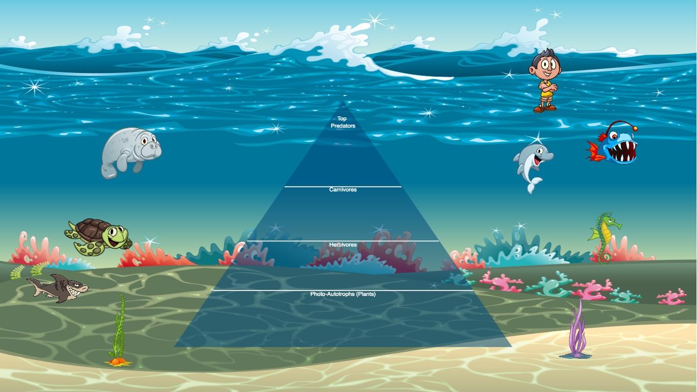 Ocean Ecological Pyramid