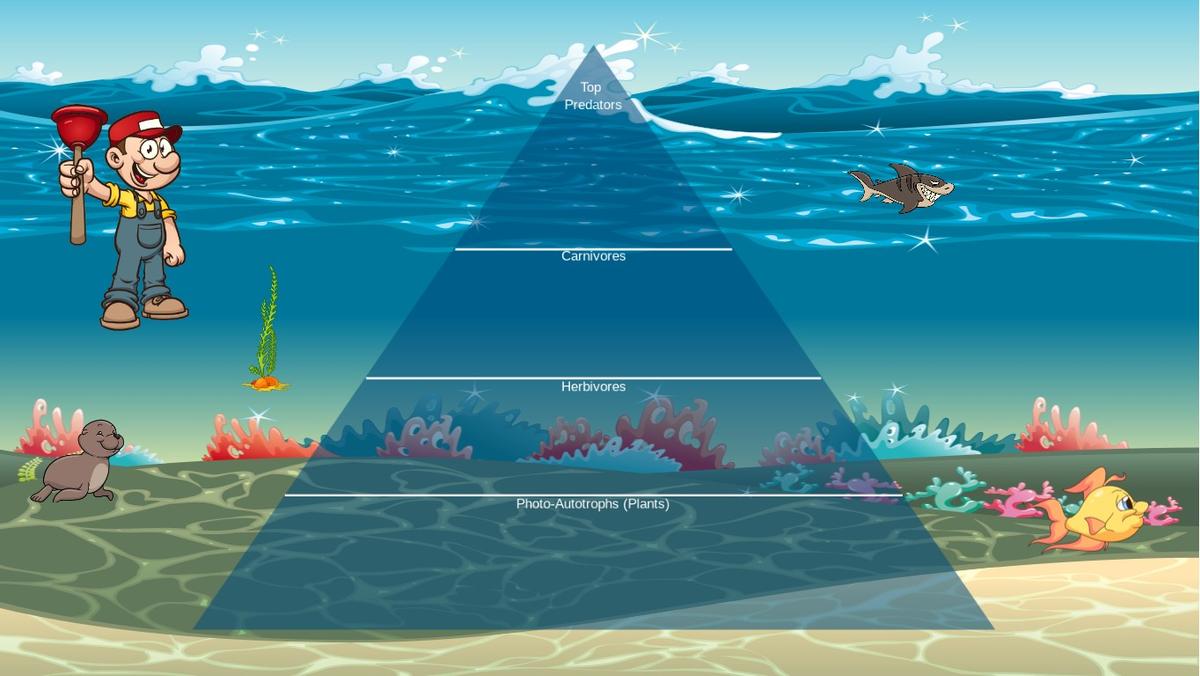 Ocean Ecological Pyramid