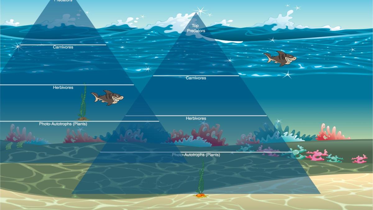 Ocean Ecological Pyramid