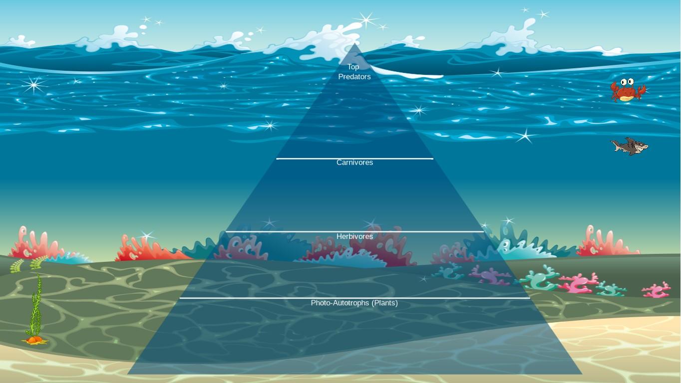 Ocean Ecological Pyramid