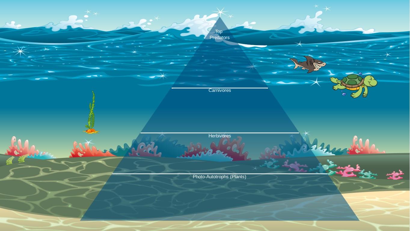 Ocean Ecological Pyramid