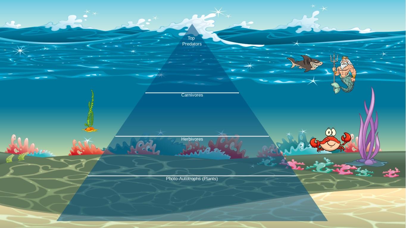 Ocean Ecological Pyramid