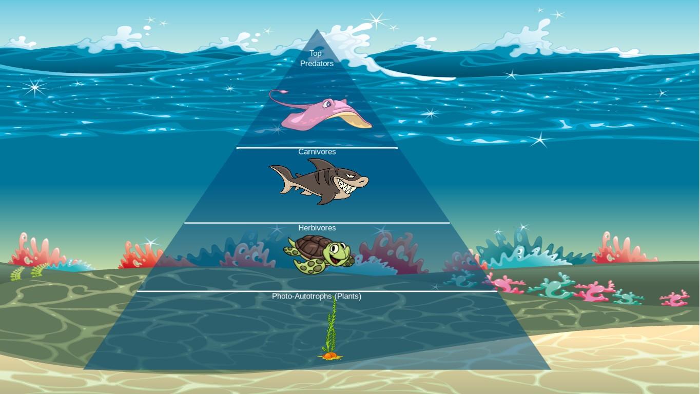 Ocean Ecological Pyramid