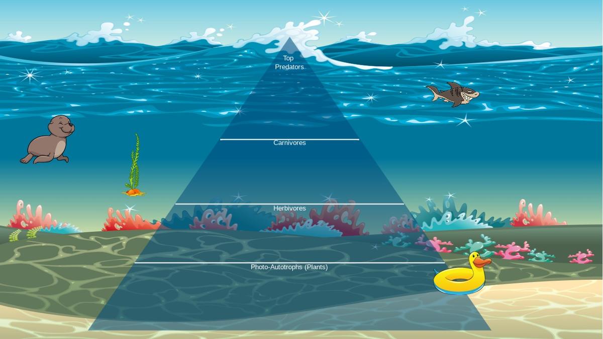 Ocean Ecological Pyramid