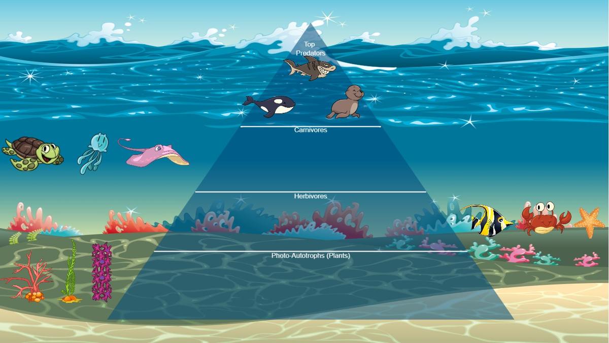 Ocean Ecological Pyramid