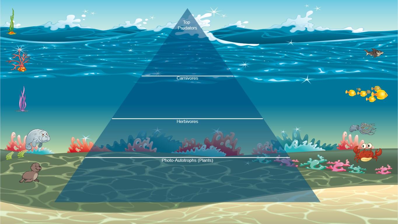 Ocean Ecological Pyramid