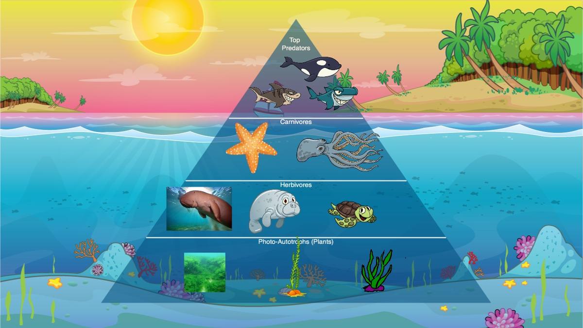 Ocean Ecological Pyramid