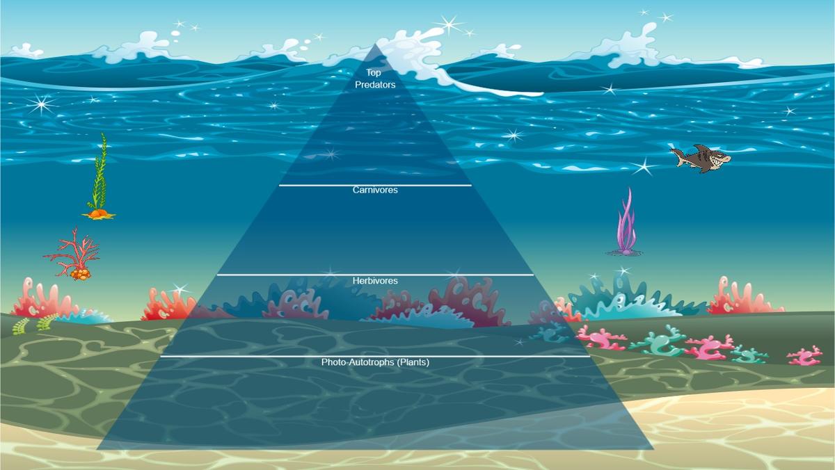 Ocean Ecological Pyramid