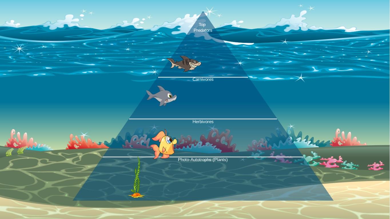 Ocean Ecological Pyramid