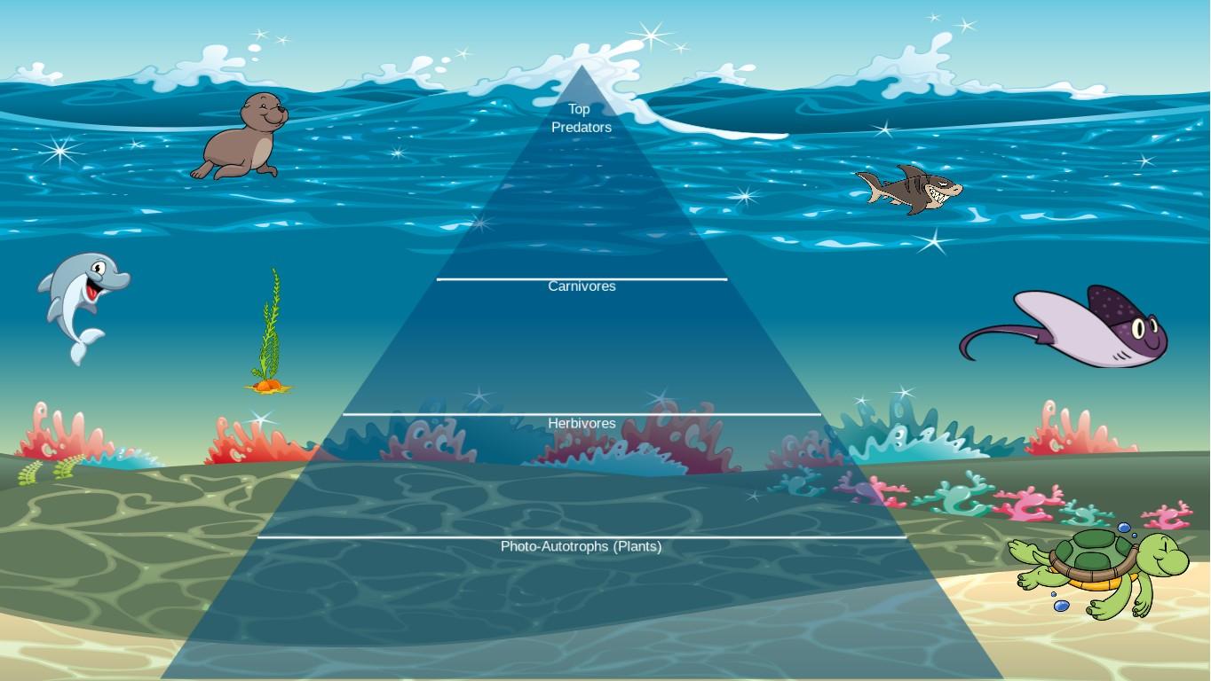 Ocean Ecological Pyramid