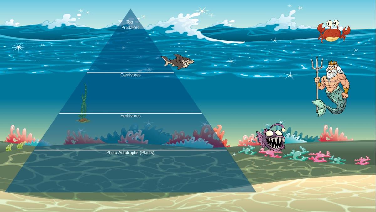 Ocean Ecological Pyramid