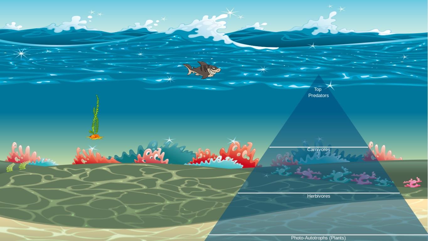 Ocean Ecological Pyramid