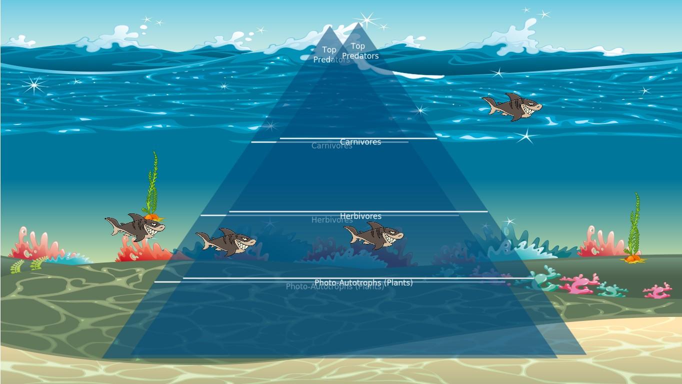 Ocean Ecological Pyramid