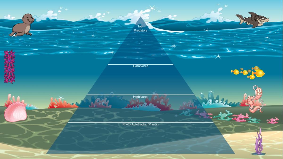 Ocean Ecological Pyramid