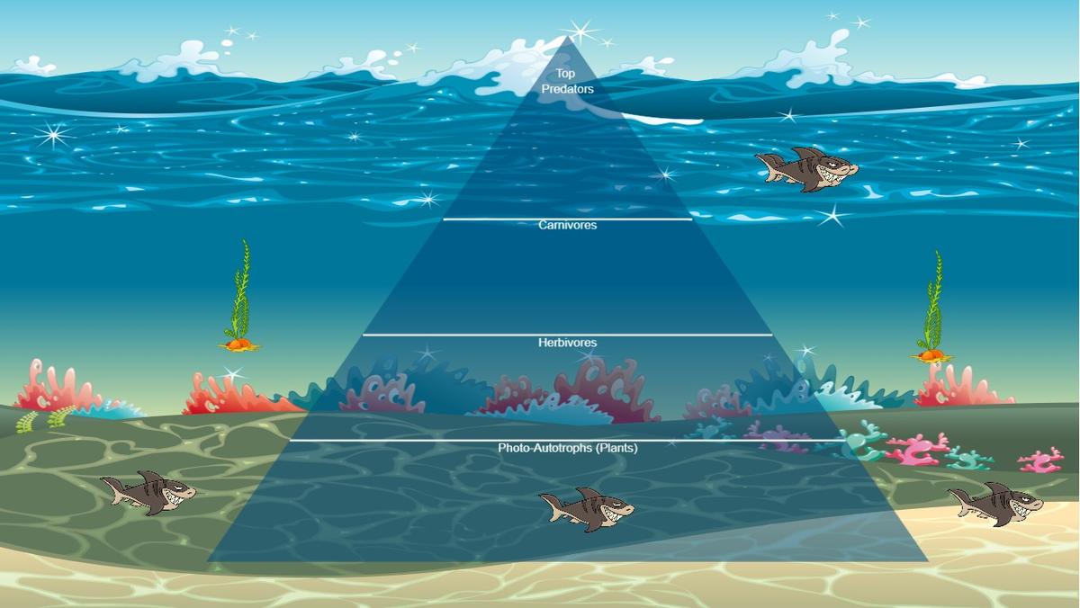 Ocean Ecological Pyramid