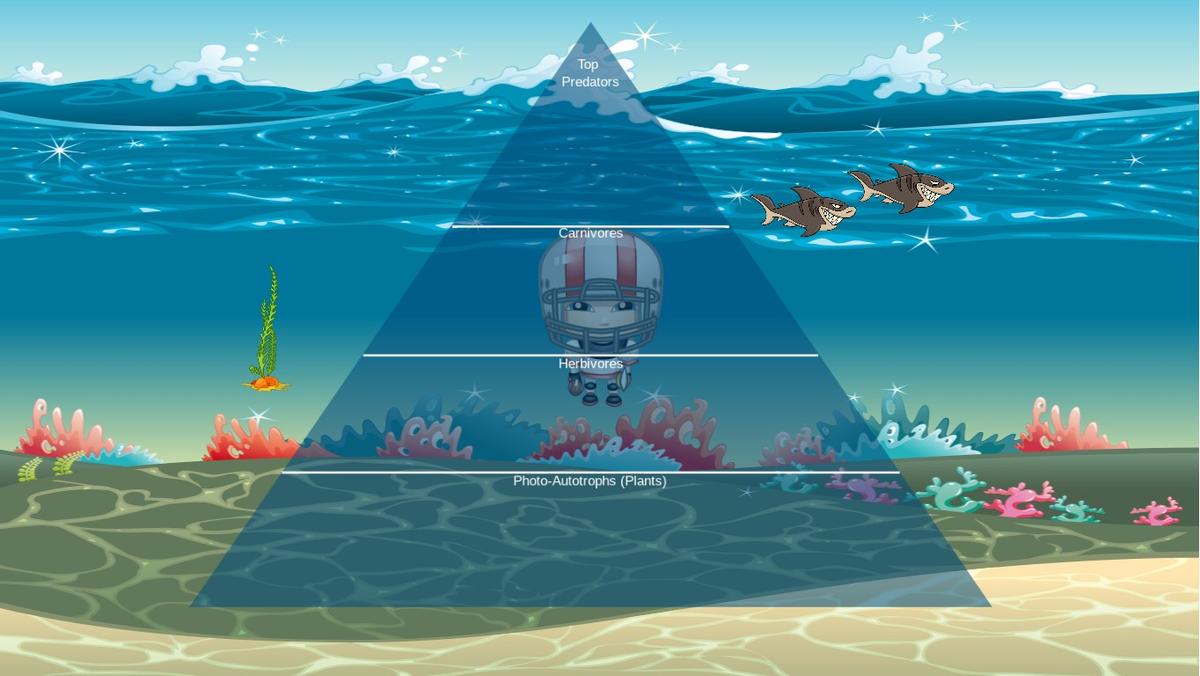 Ocean Ecological Pyramid