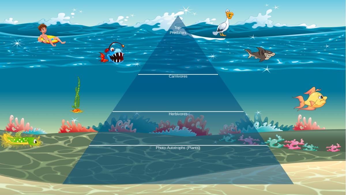 Ocean Ecological Pyramid