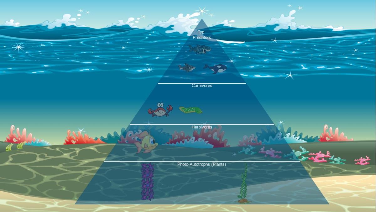 Ocean Ecological Pyramid