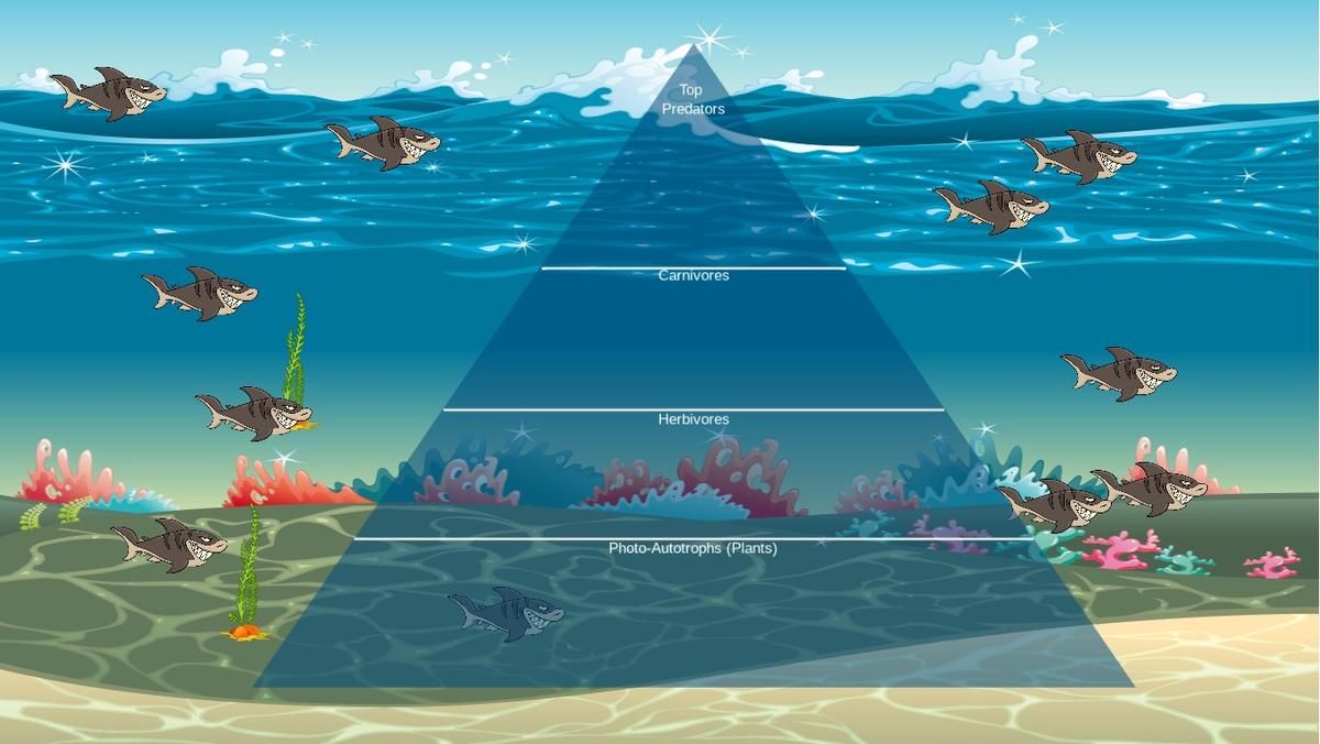 Ocean Ecological Pyramid