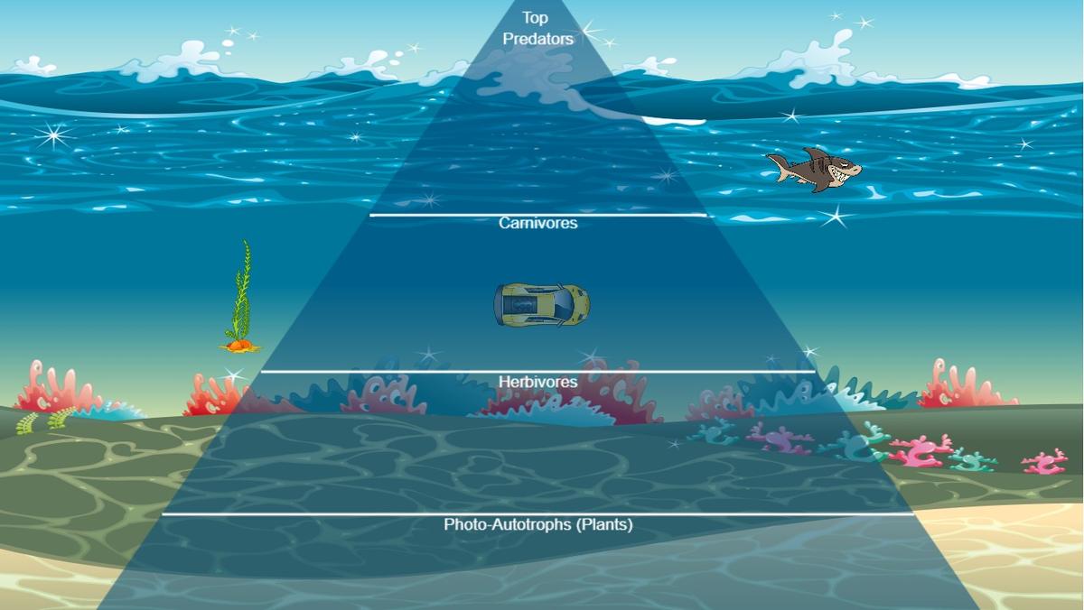 Ocean Ecological Pyramid