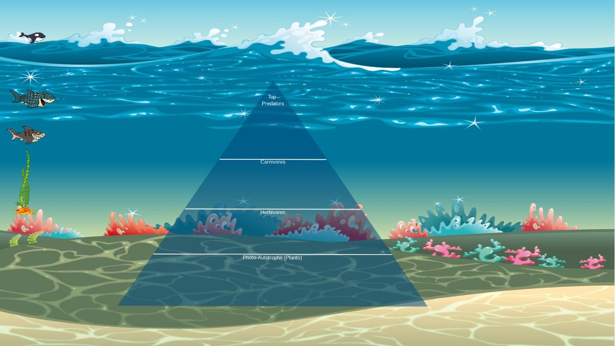 Ocean Ecological Pyramid